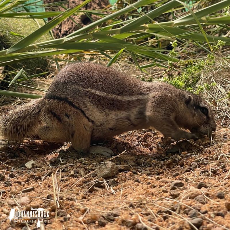 Xerus erythropus