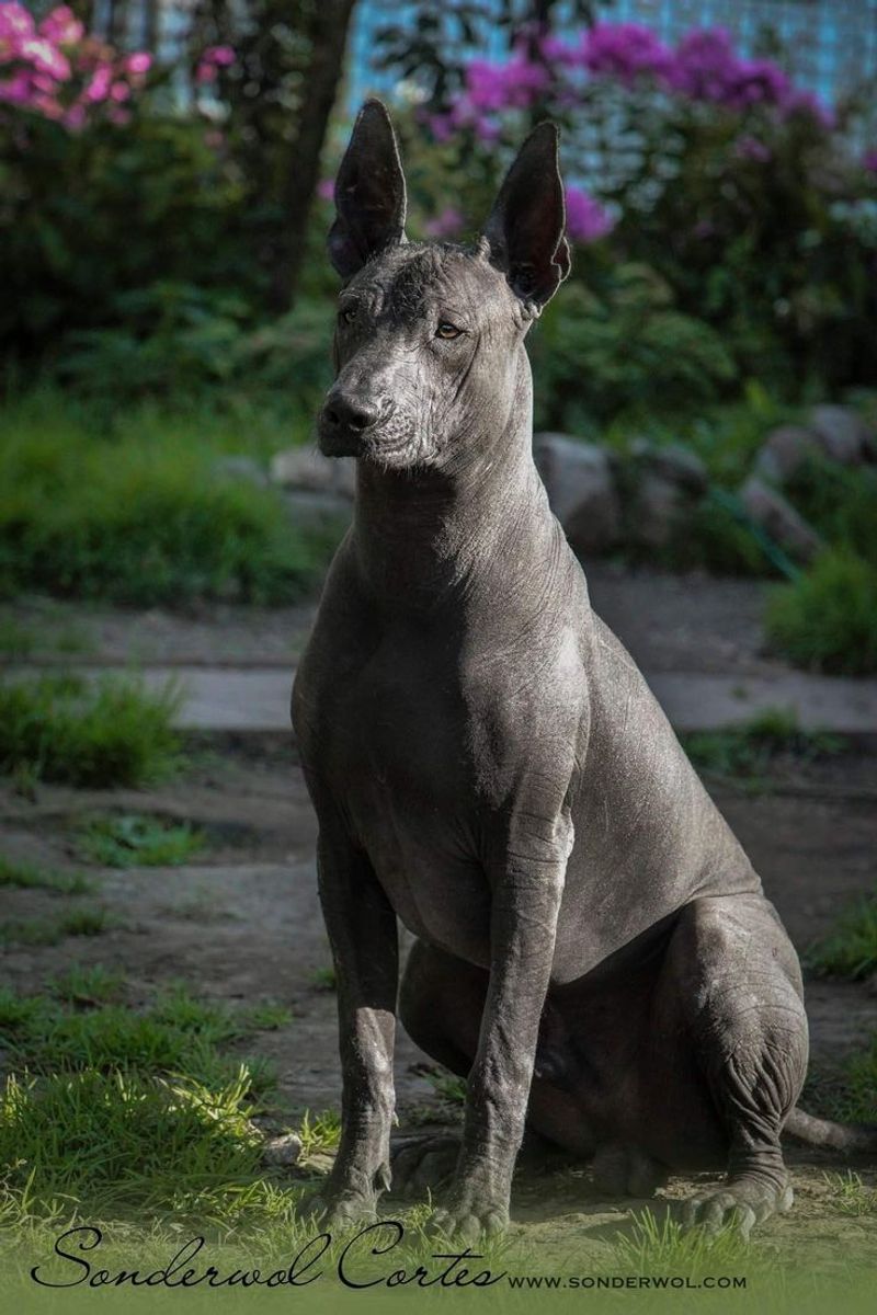 Xoloitzcuintli