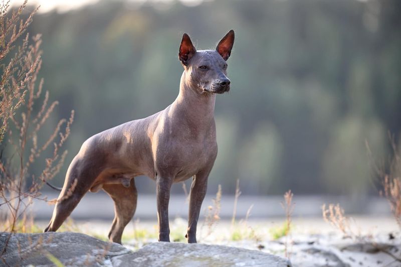 Xoloitzcuintli