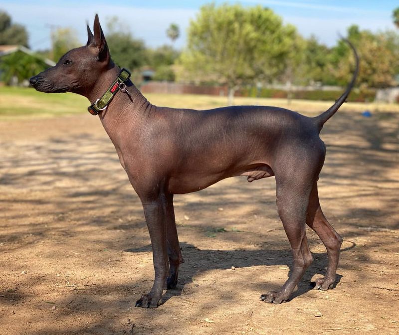 Xoloitzcuintli