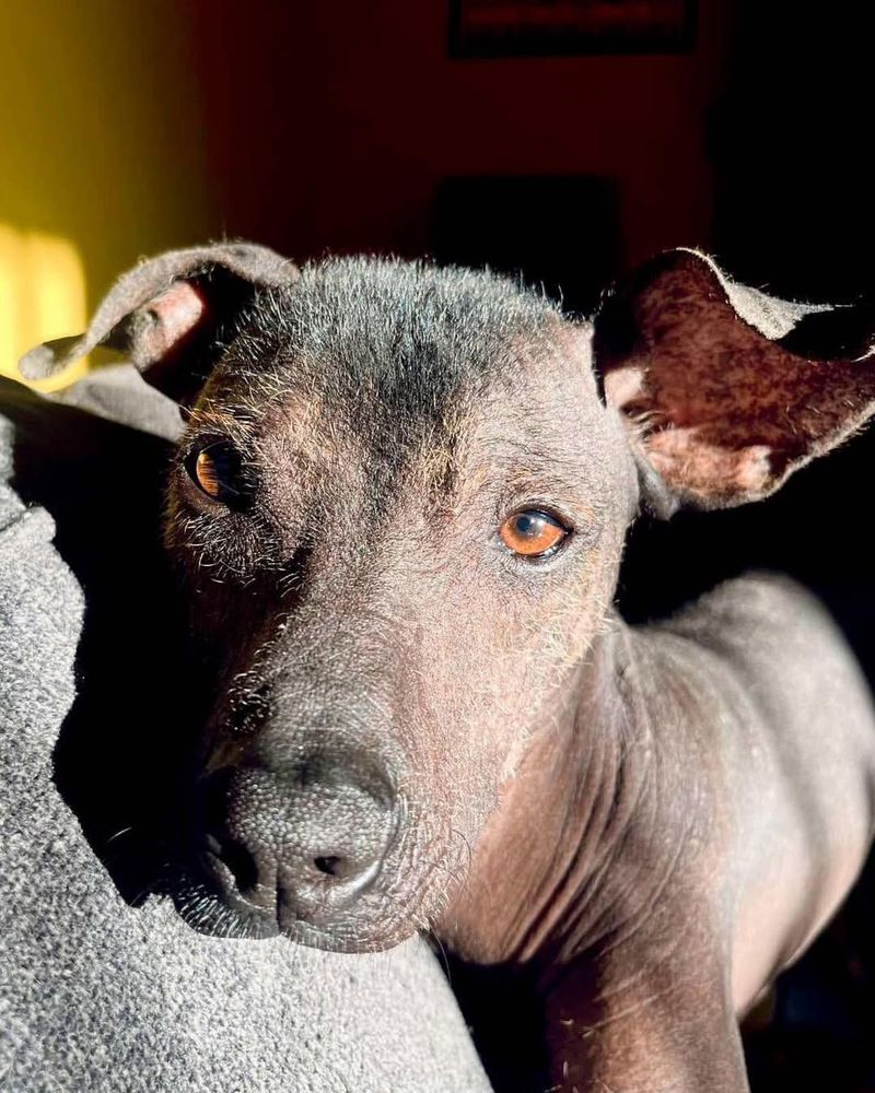 Xoloitzcuintli (Mexican Hairless Dog)