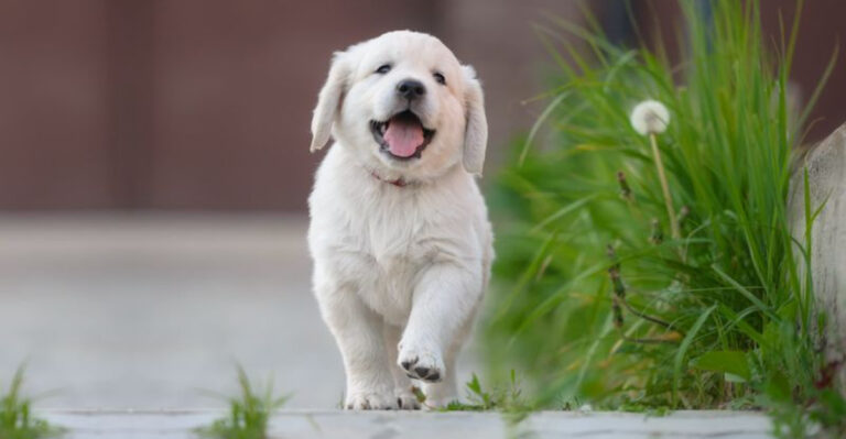 14 Signs You Are Dealing With An Untrustworthy Dog Breeder