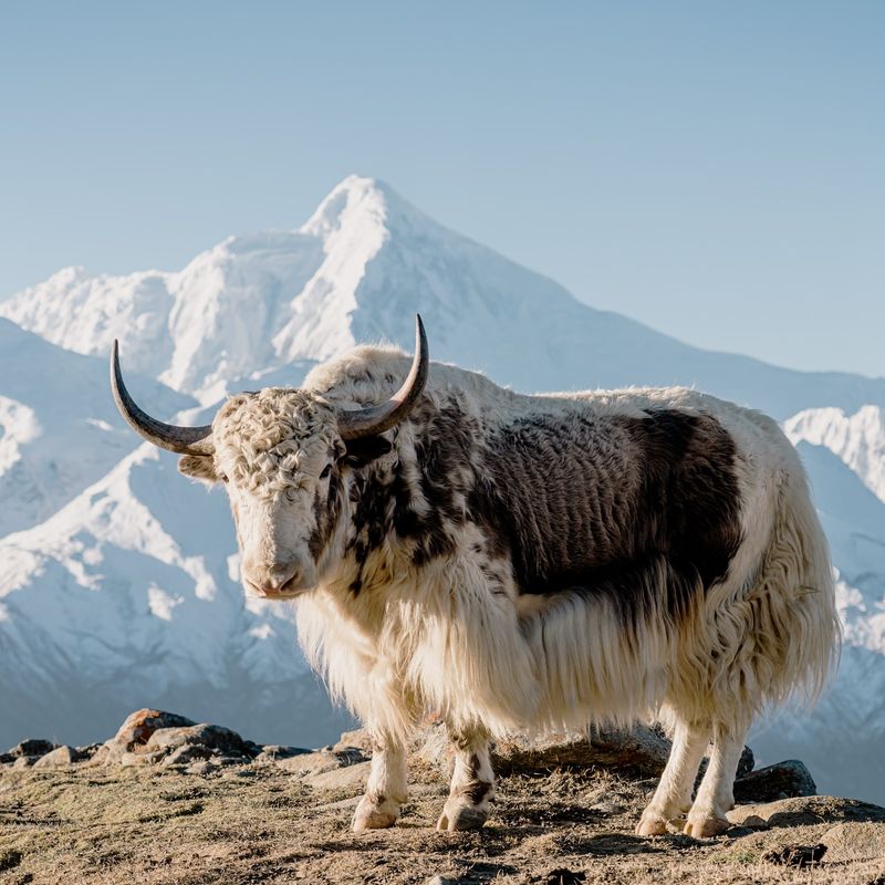 Yak