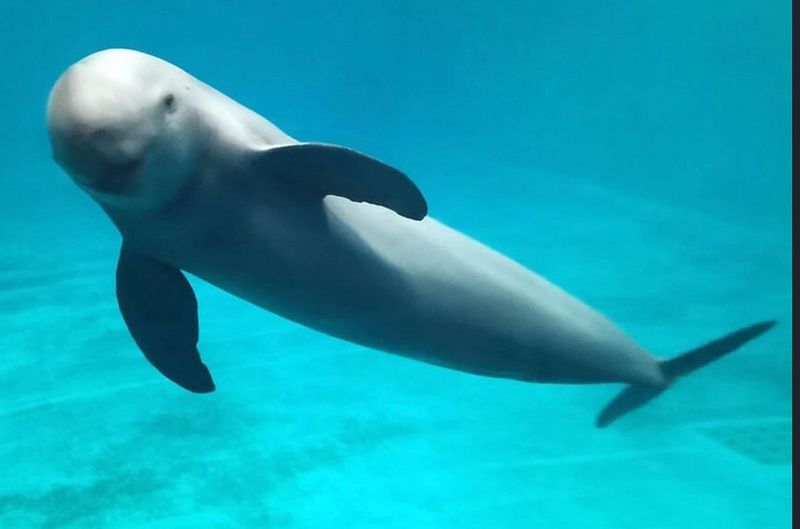 Yangtze Finless Porpoise