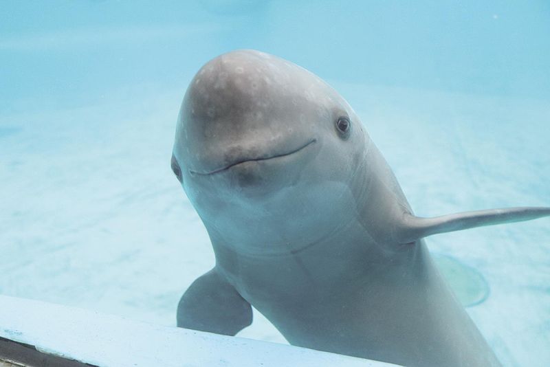 Yangtze Finless Porpoise