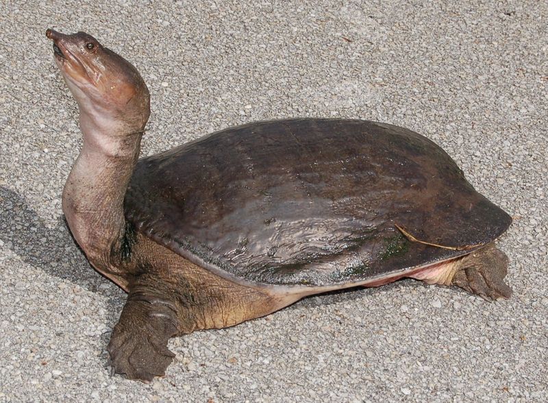 Yangtze Giant Softshell Turtle