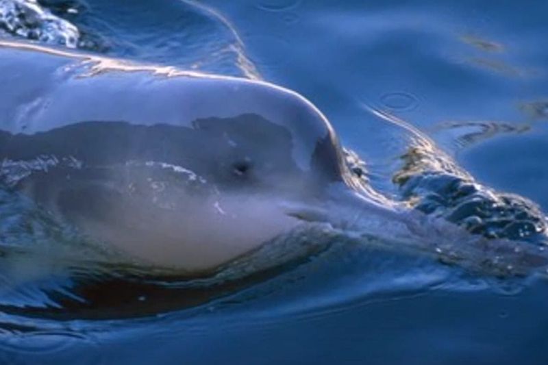 Yangtze River Dolphin