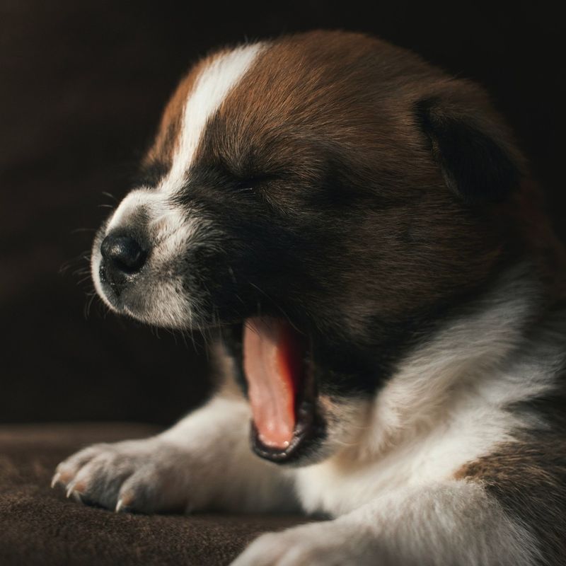 Yawning When You Yawn