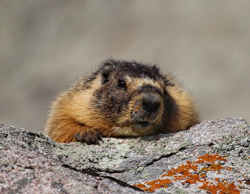 Yellow-Bellied Marmot