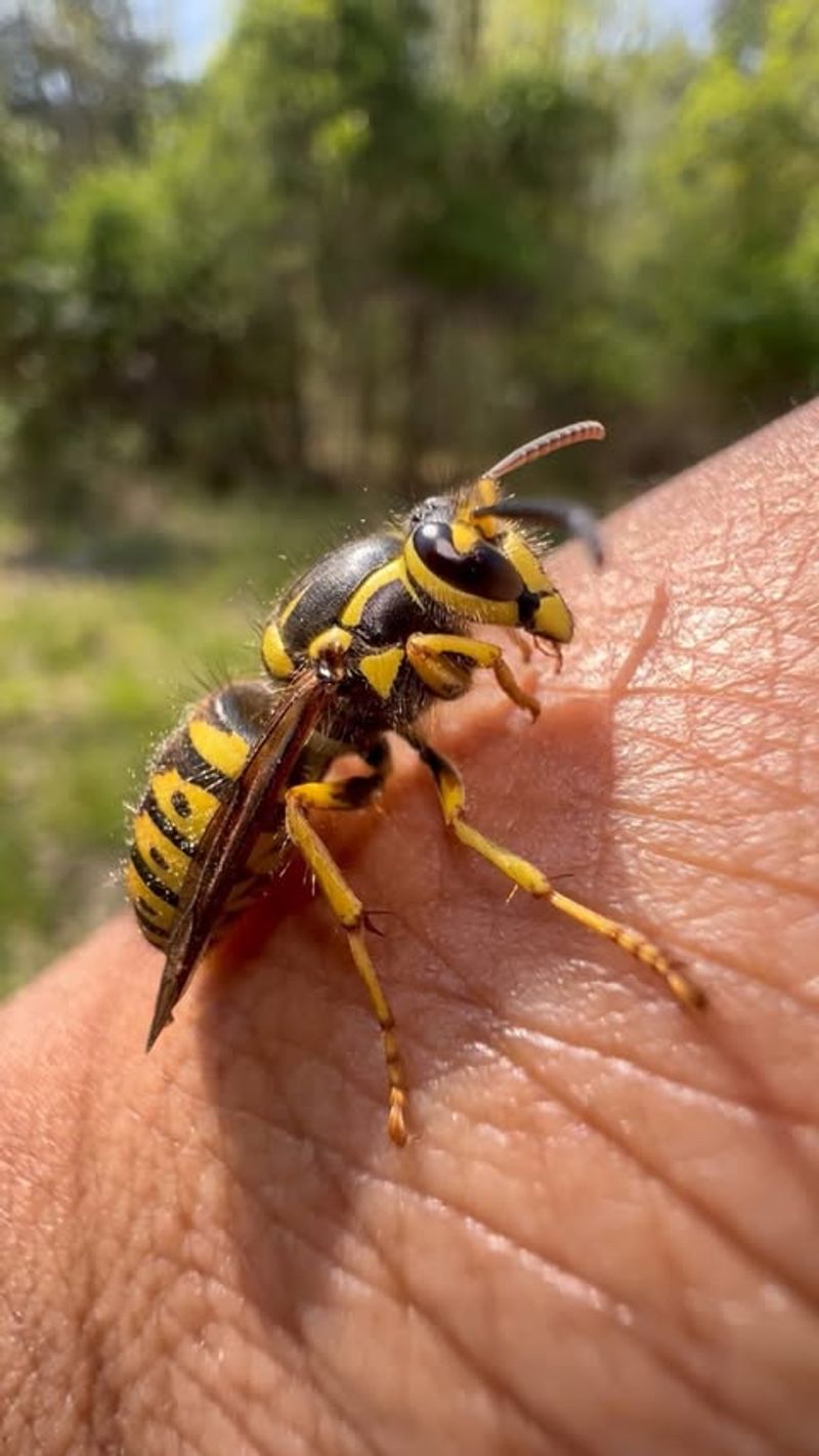 Yellow Jacket