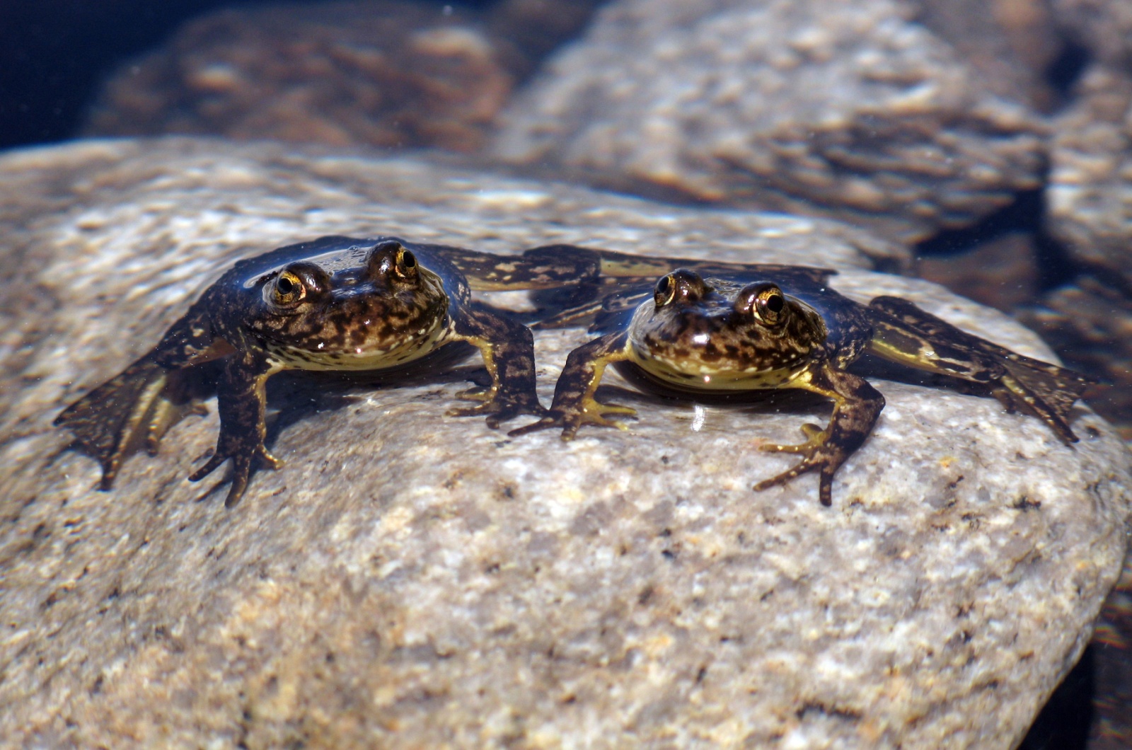 Yellow-Legged Frog