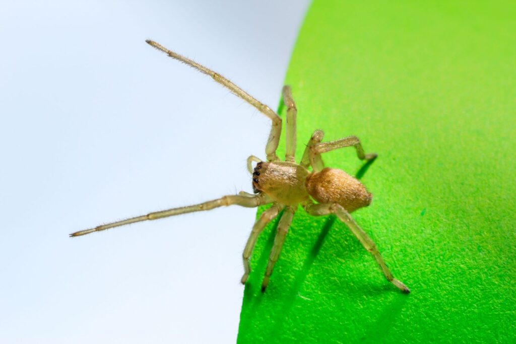 Yellow Sac Spider