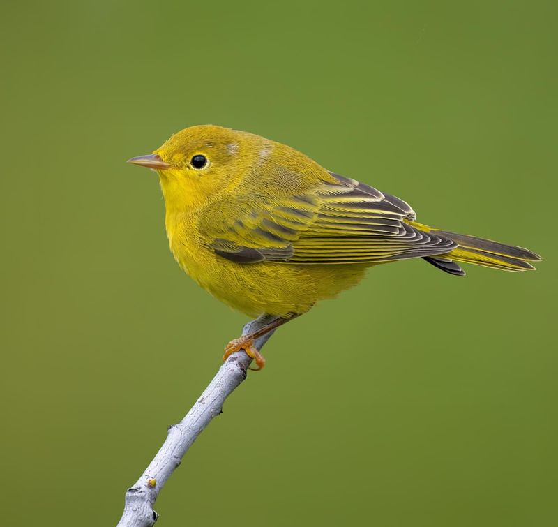 Yellow Warbler