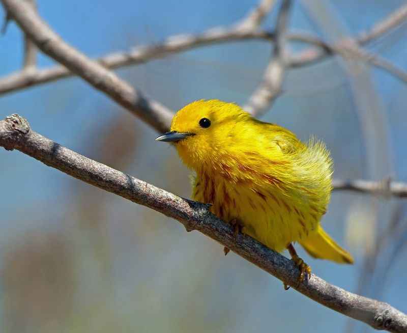 Yellow Warbler