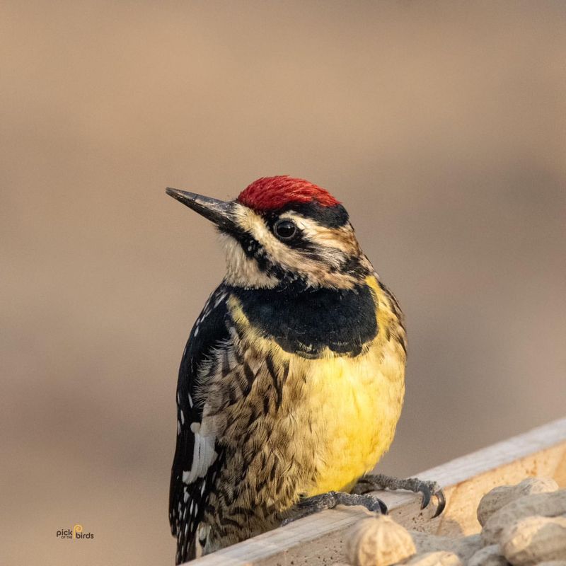 Yellow-bellied Sapsucker