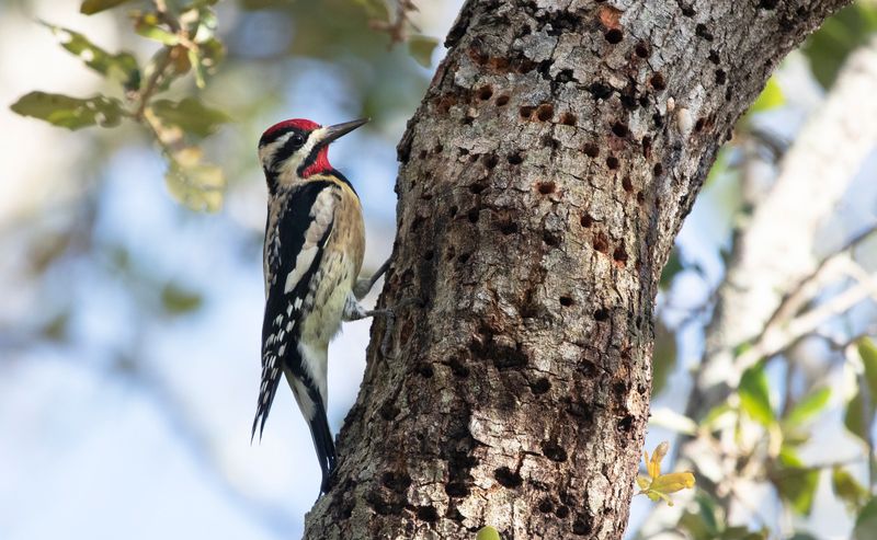 Yellow-bellied Sapsucker