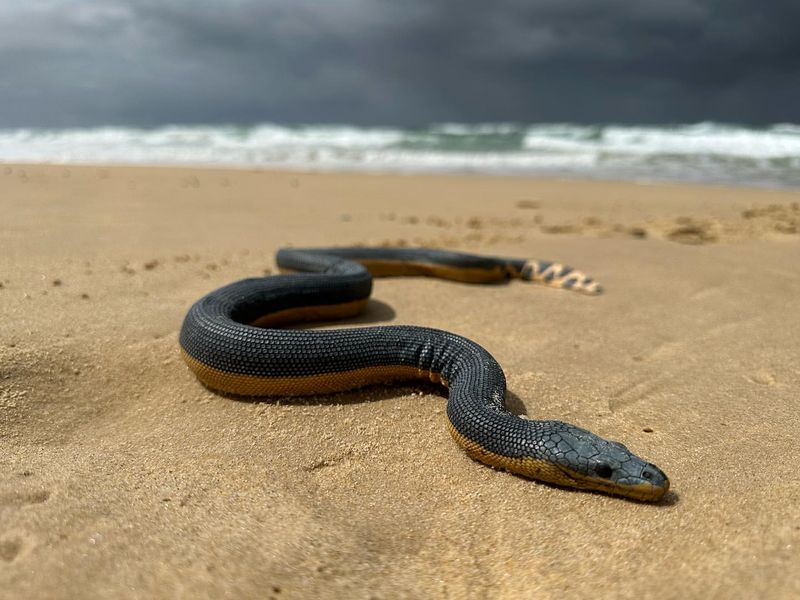 Yellow-bellied Sea Snake