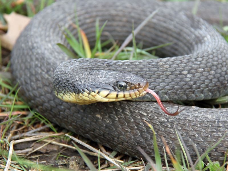 Yellow-bellied Water Snake (Nerodia erythrogaster flavigaster)