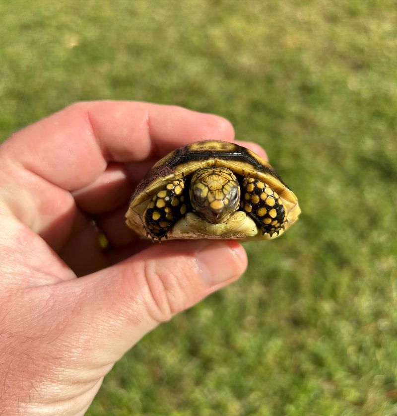 Yellow-footed Tortoise