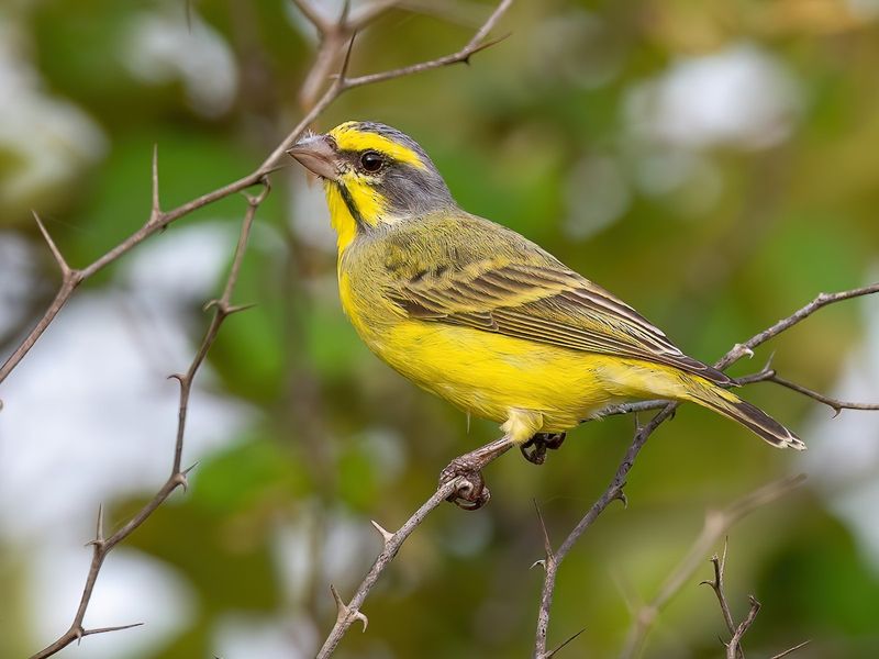 Yellow-fronted Canary