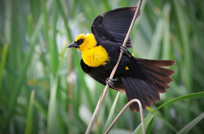 Yellow-headed Blackbird