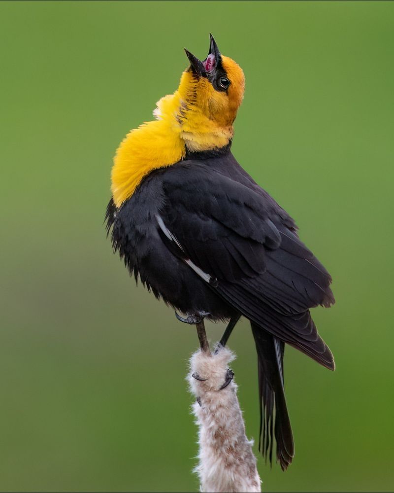 Yellow-headed Blackbird