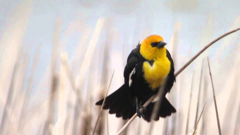 Yellow-headed Blackbird