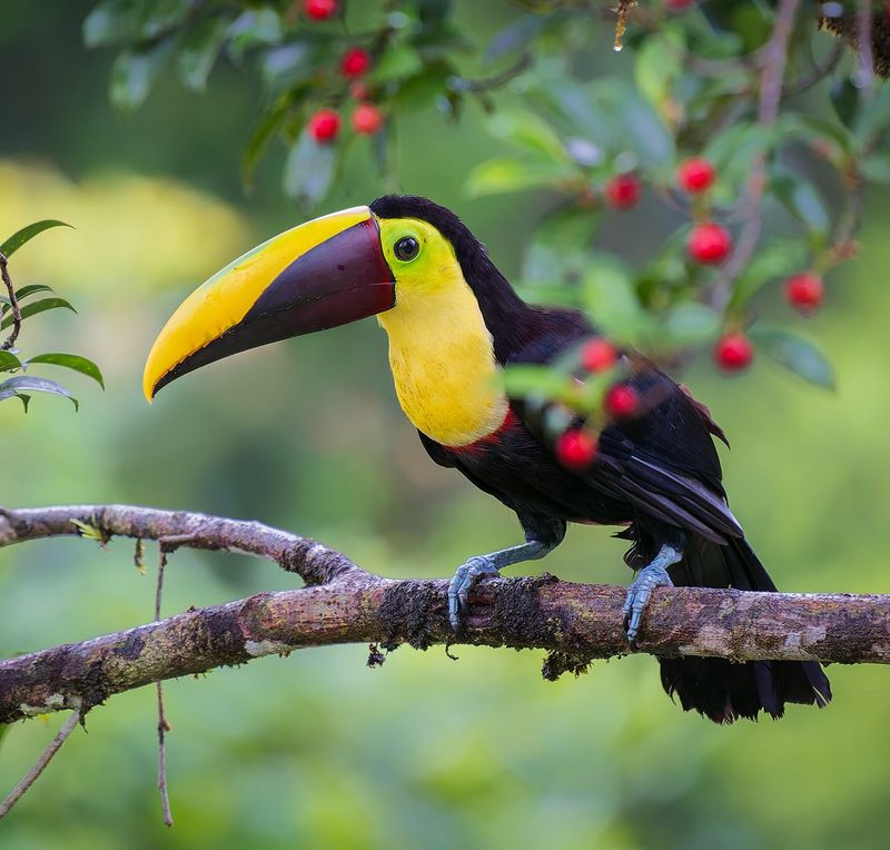 Yellow-throated Toucan