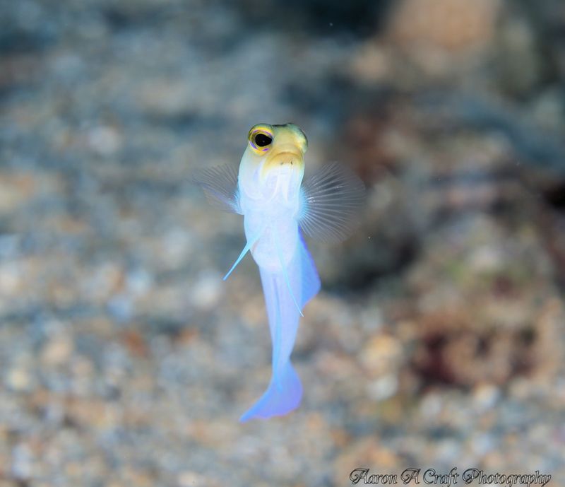 Yellowhead Jawfish