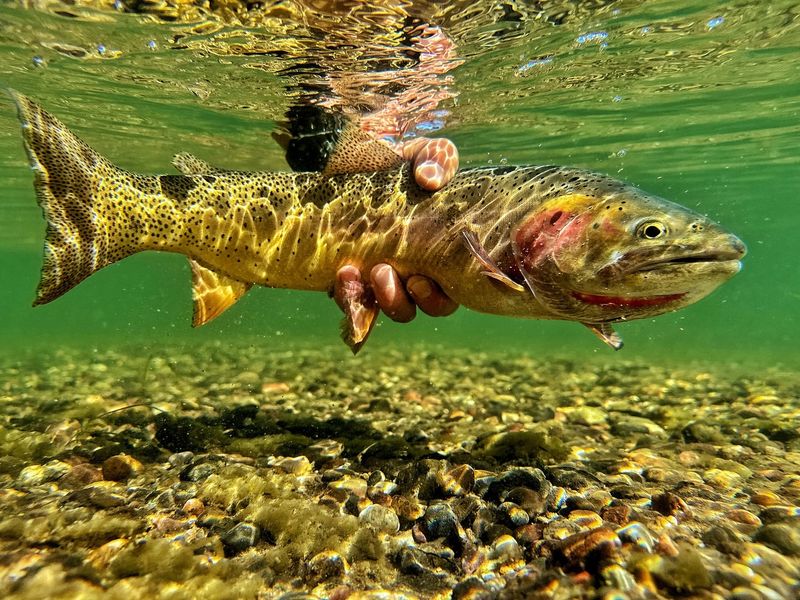 Yellowstone Cutthroat Trout