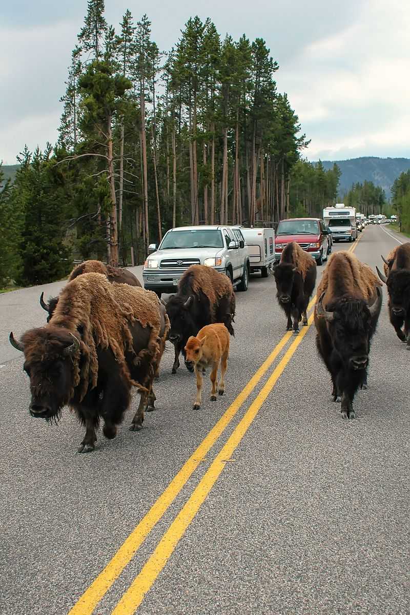 Yellowstone National Park