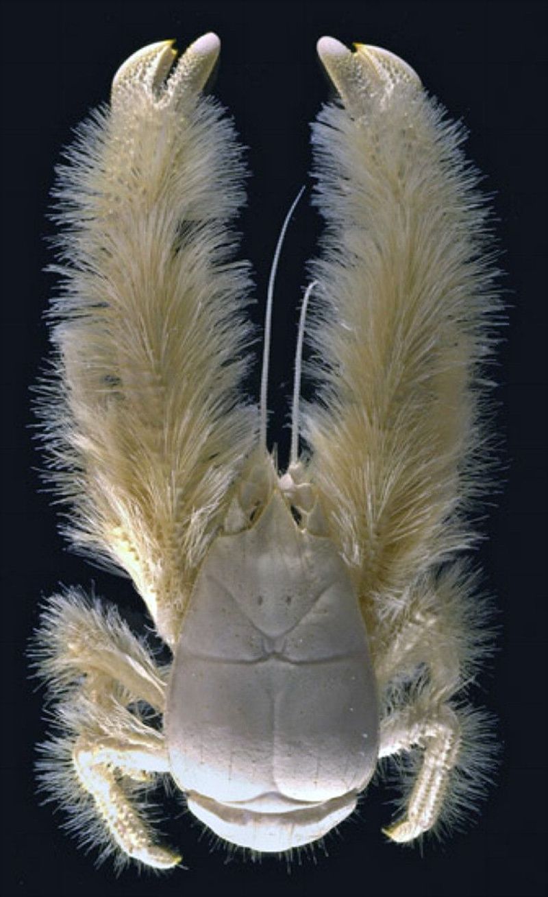 Yeti Crab