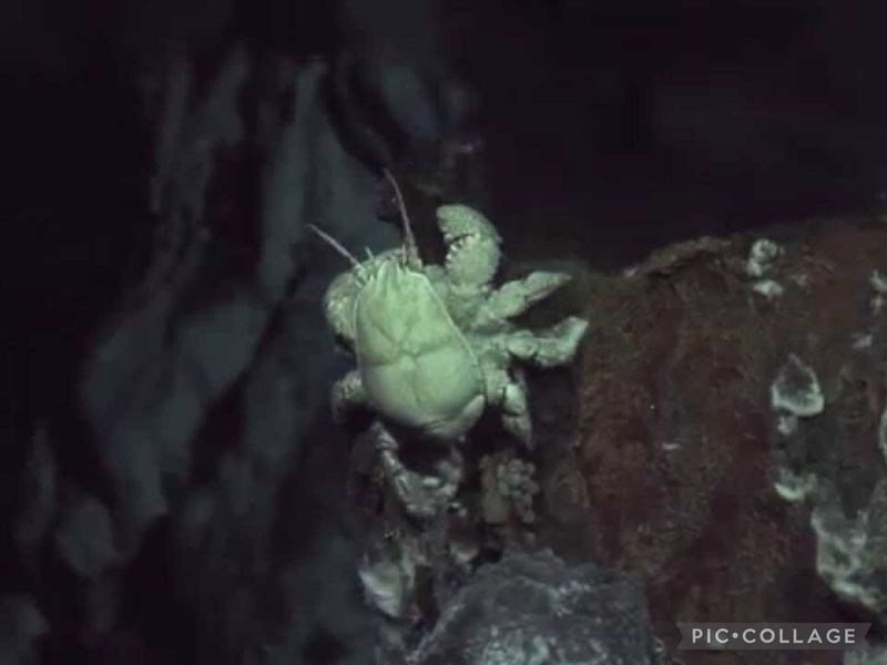 Yeti Crab