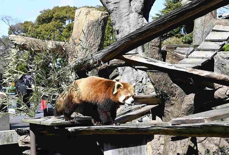 Yokohama Zoo, Japan