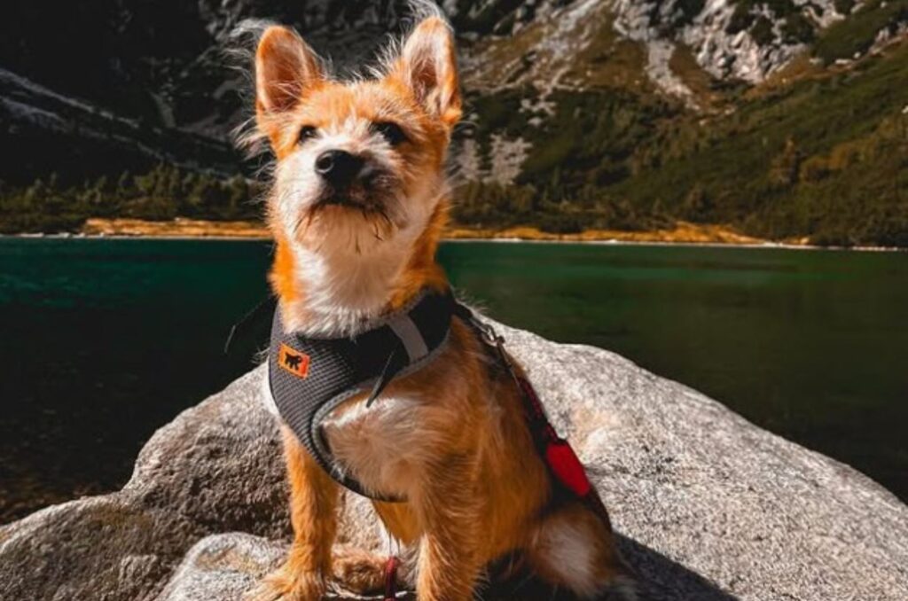 yorkie shiba innu