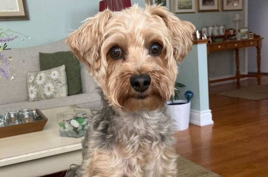 yorkiepoo