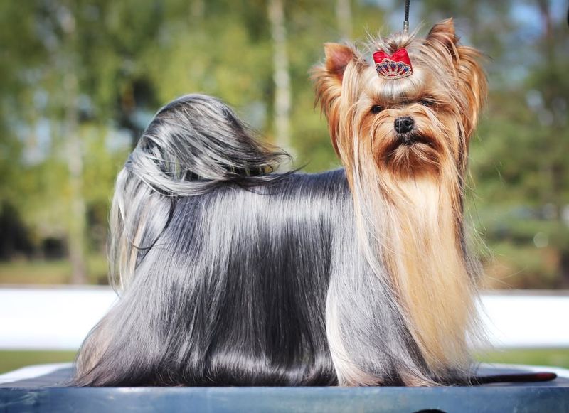 Yorkshire Terrier