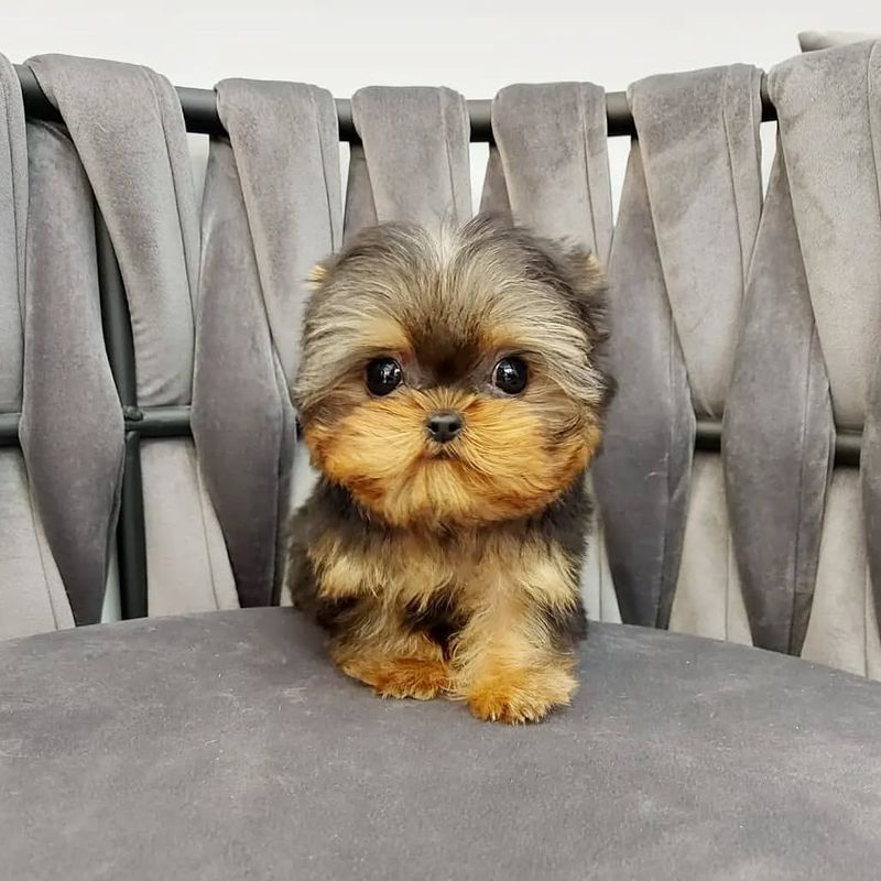 Yorkshire Terrier