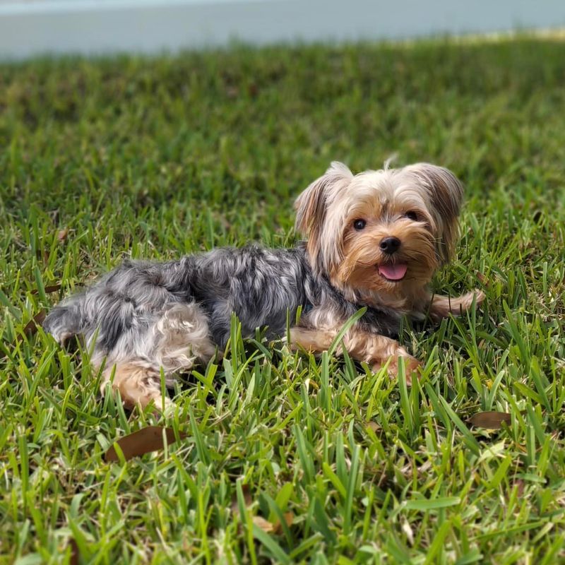 Yorkshire Terrier