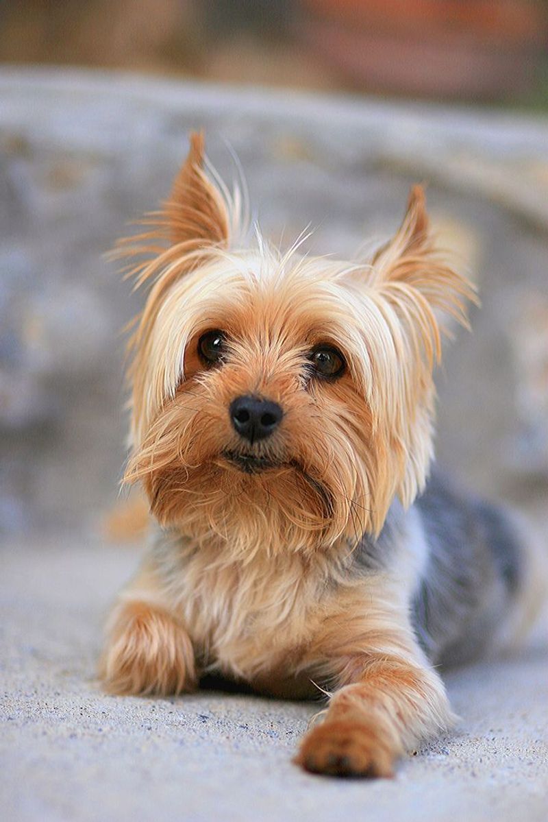 Yorkshire Terrier