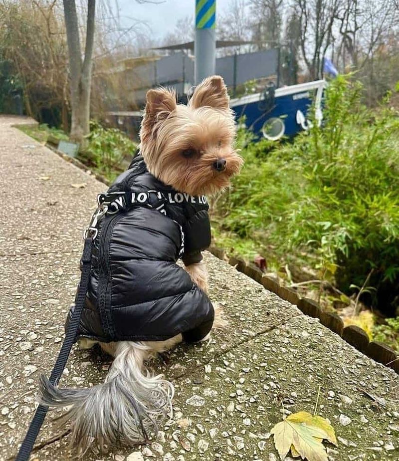 Yorkshire Terrier