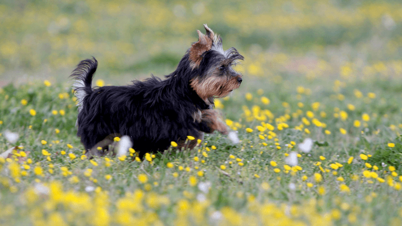 Yorkshire Terrier