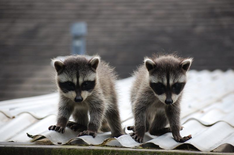 Young Explorers