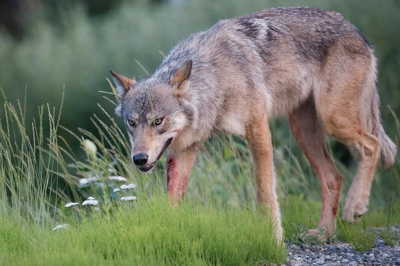 Yukon Wolf