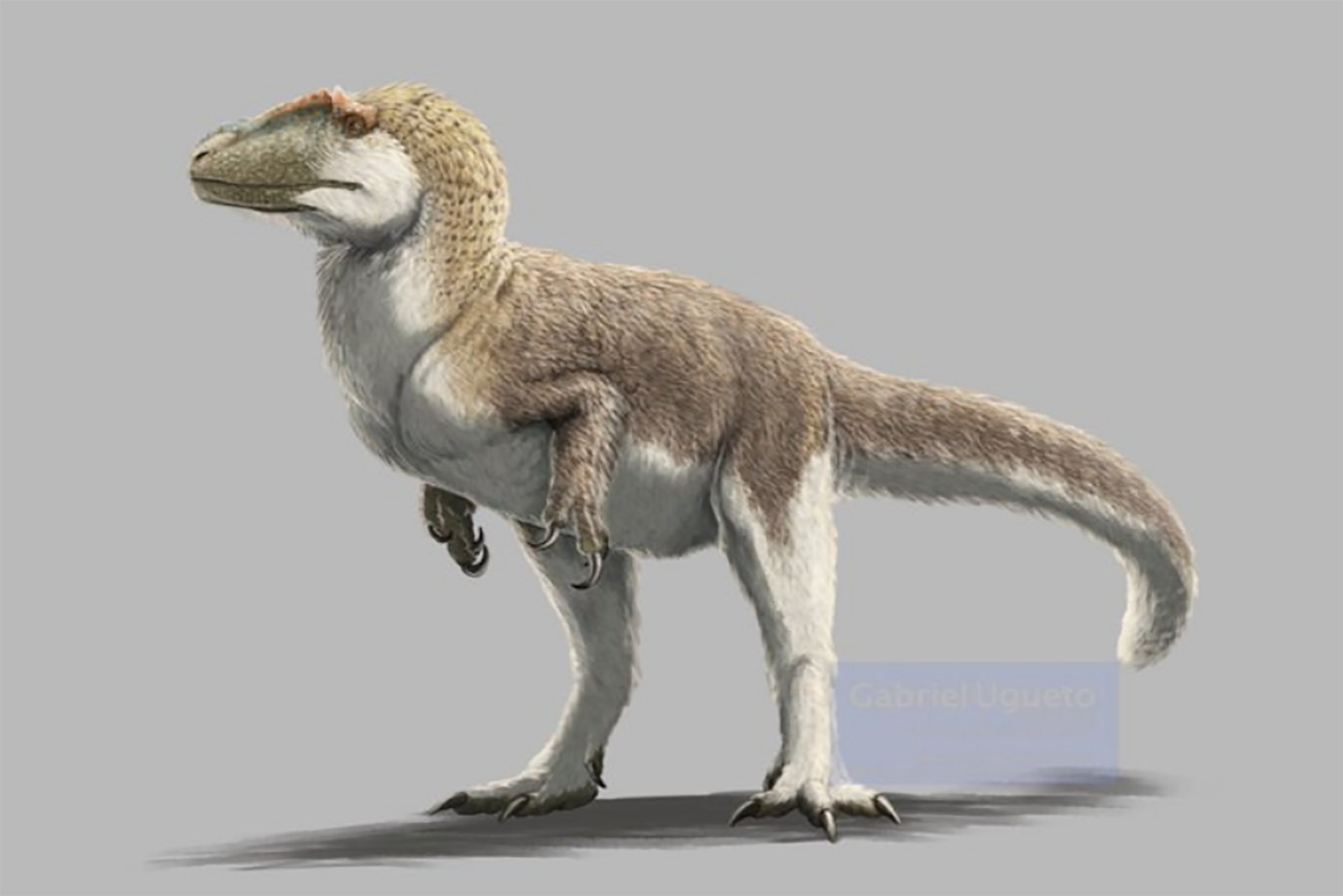 Yutyrannus