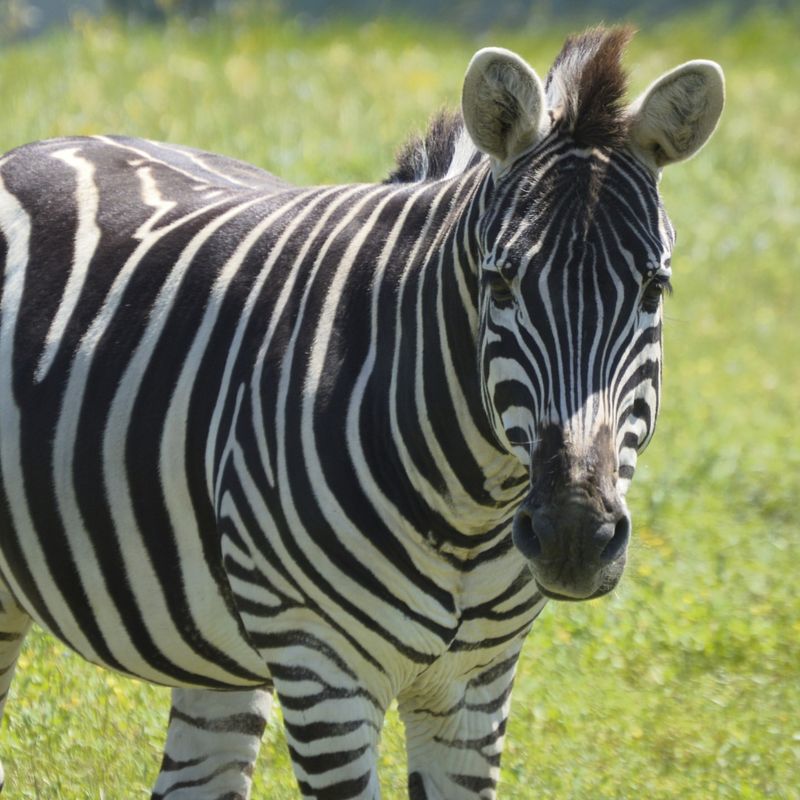 Zebra