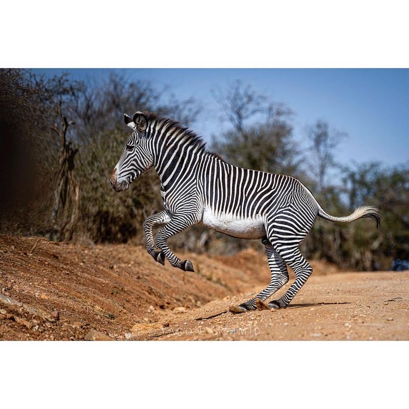 Zebra