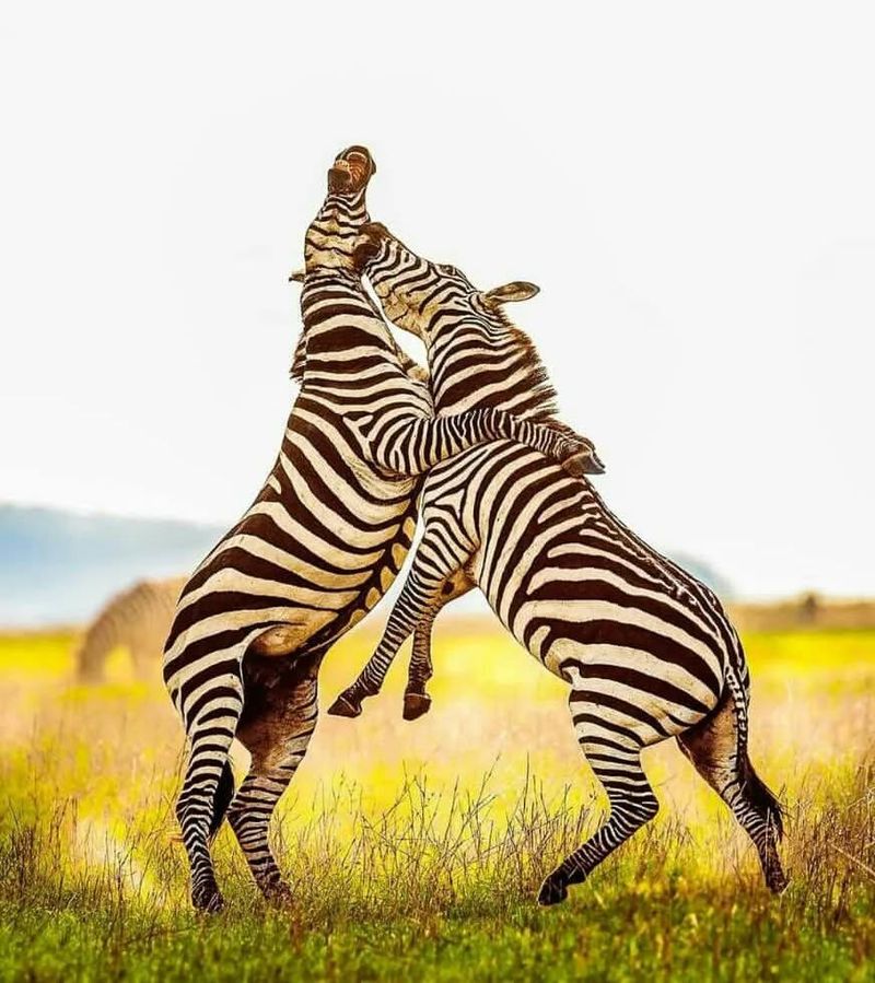 Zebra Behavior: Curious and Playful