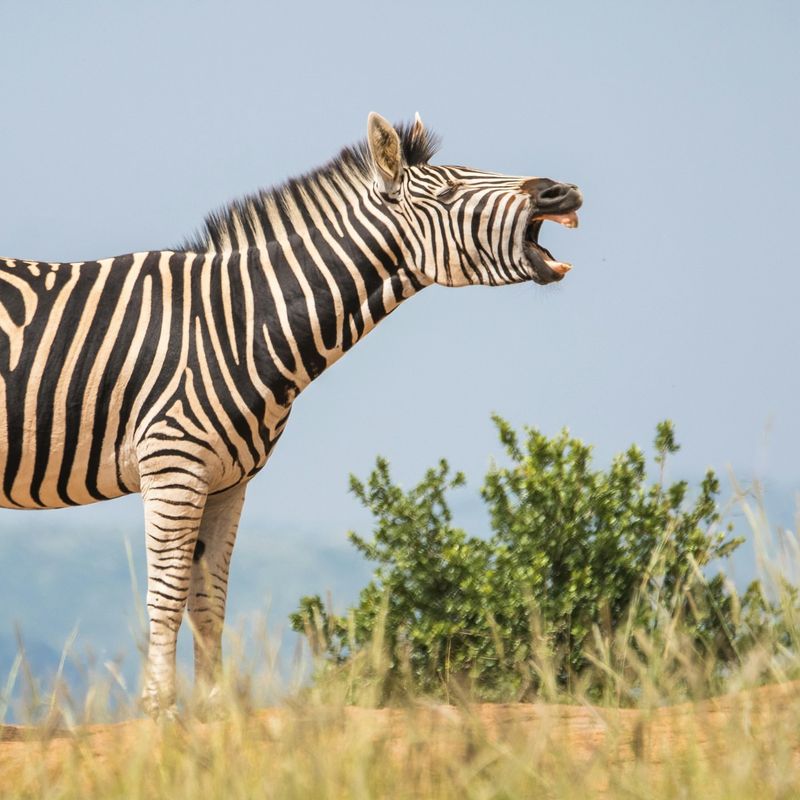 Zebra Communication: More Than Just Sounds