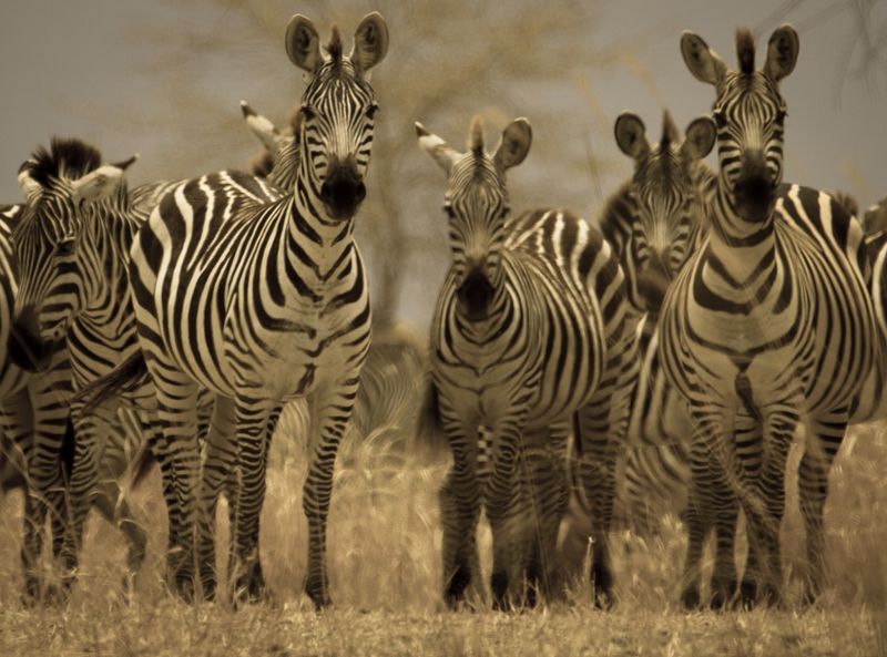 Zebra Conservation: Challenges and Efforts